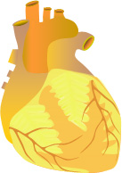 Cardiovascular Diseases